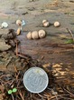 <b>Date:</b> Nov. 2019 & 2020<br><b>Location:</b> Aïn Zhalta cedar reserve<br><b>Photo:</b> Rana El Zein